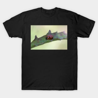 Ladybird Lane T-Shirt